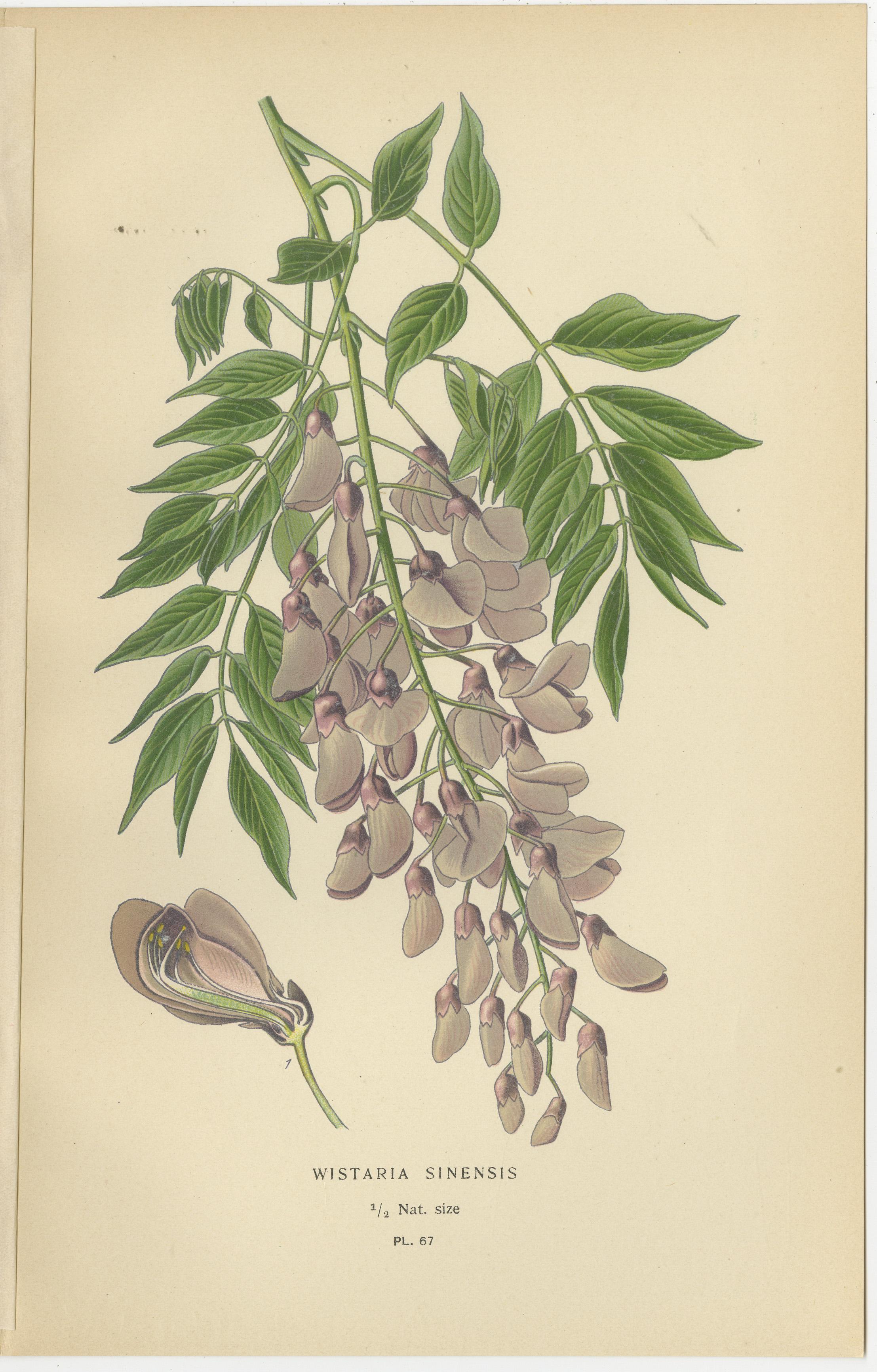 Garten Elegance: Ein Triptychon mit botanischen Illustrationen des 19. Jahrhunderts, 1896 im Zustand „Gut“ im Angebot in Langweer, NL