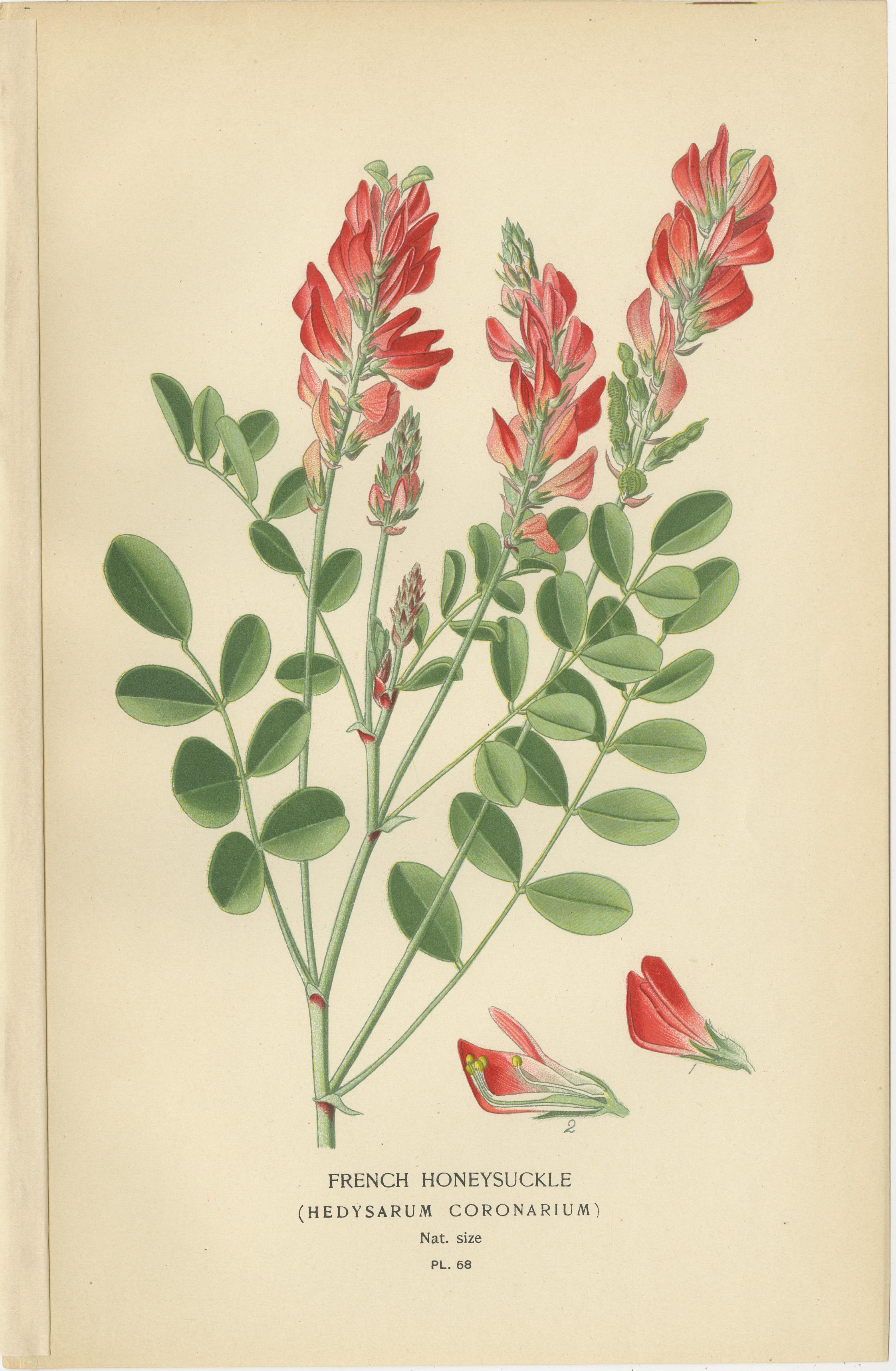 Garten Elegance: Ein Triptychon mit botanischen Illustrationen des 19. Jahrhunderts, 1896 (Spätes 19. Jahrhundert) im Angebot