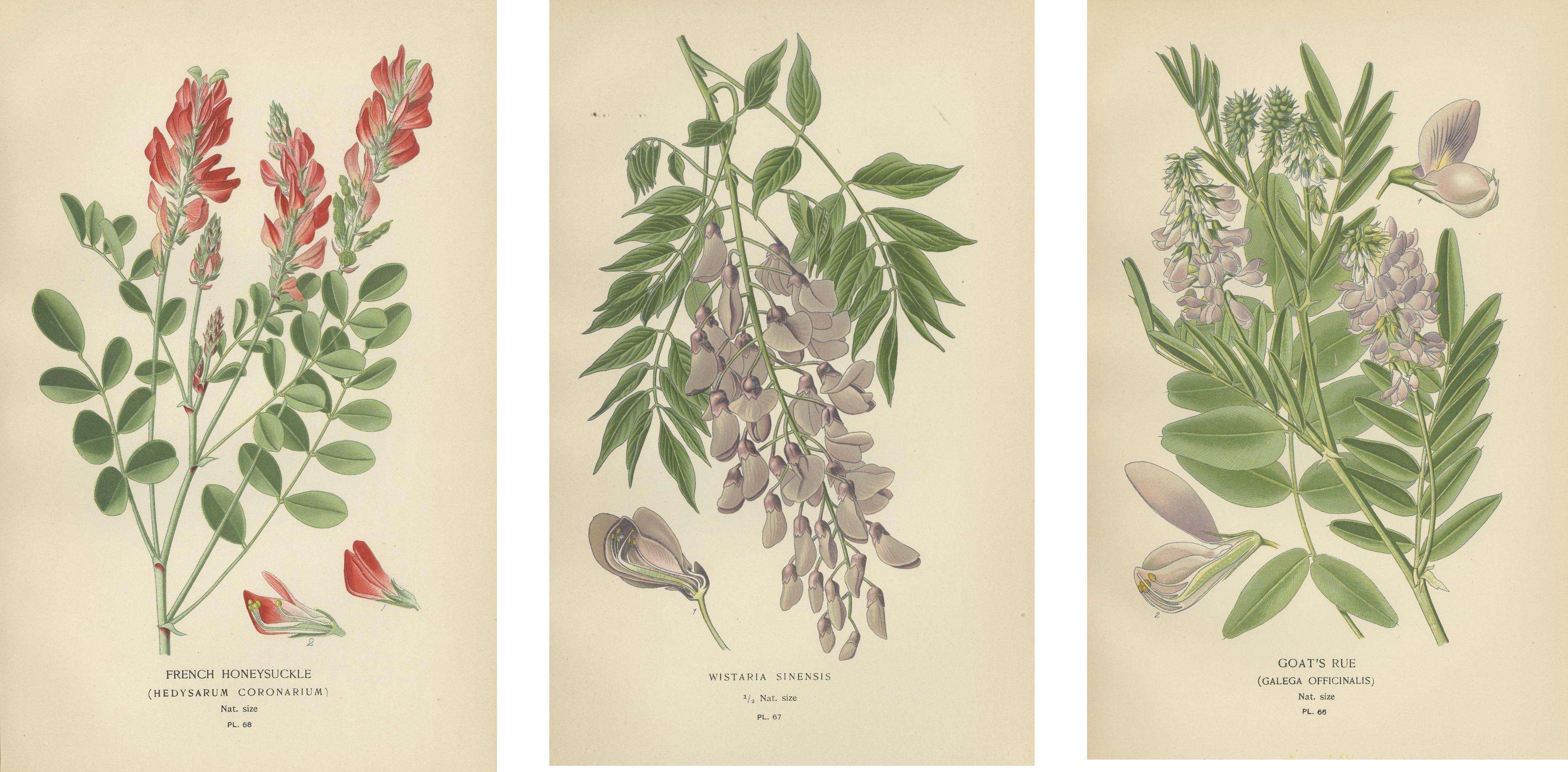 Paper Garden Elegance: A Triptych of 19th Century Botanical Illustrations, 1896 For Sale