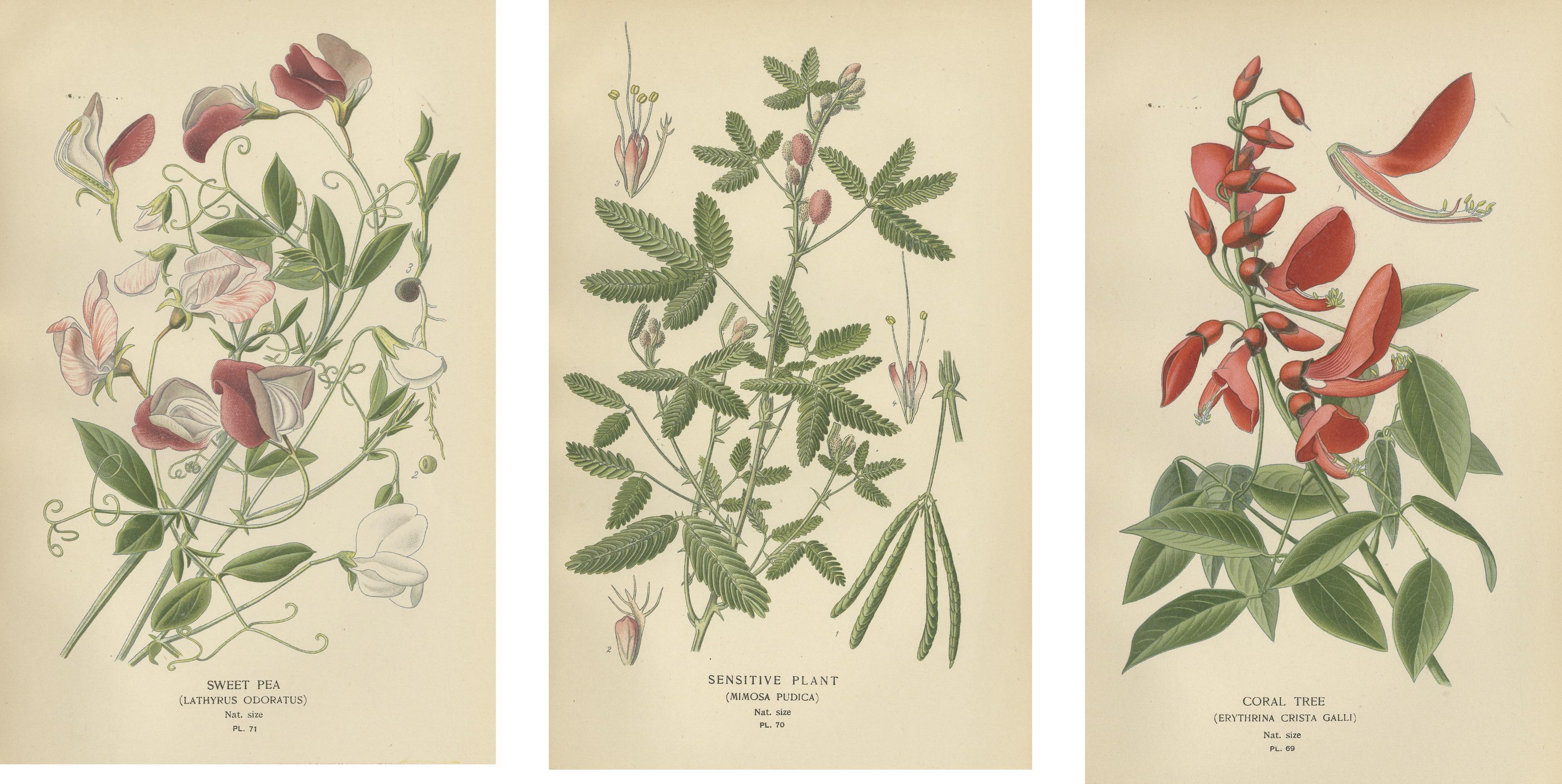 Paper Garden Elegance: A Triptych of 19th Century Botanical Illustrations, 1896 For Sale
