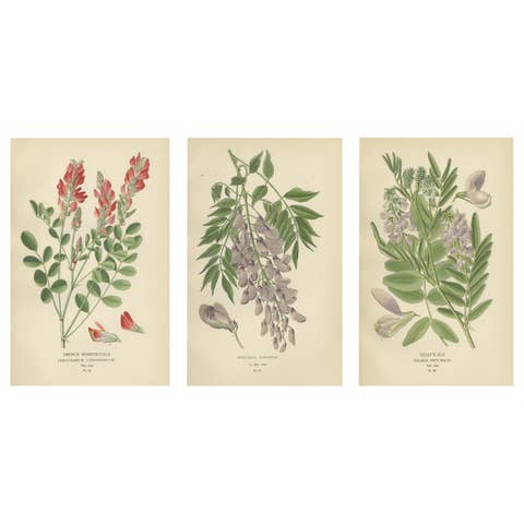 Garden Elegance: A Triptych of 19th Century Botanical Illustrations, 1896