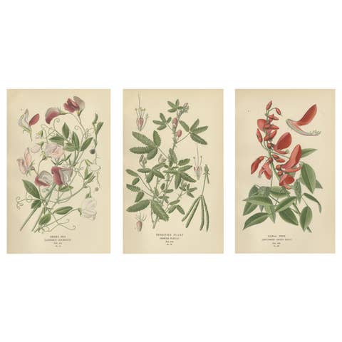 Garden Elegance: A Triptych of 19th Century Botanical Illustrations, 1896