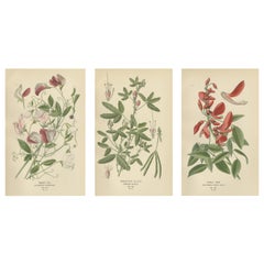 Garden Elegance: A Triptych of 19th Century Botanical Illustrations, 1896