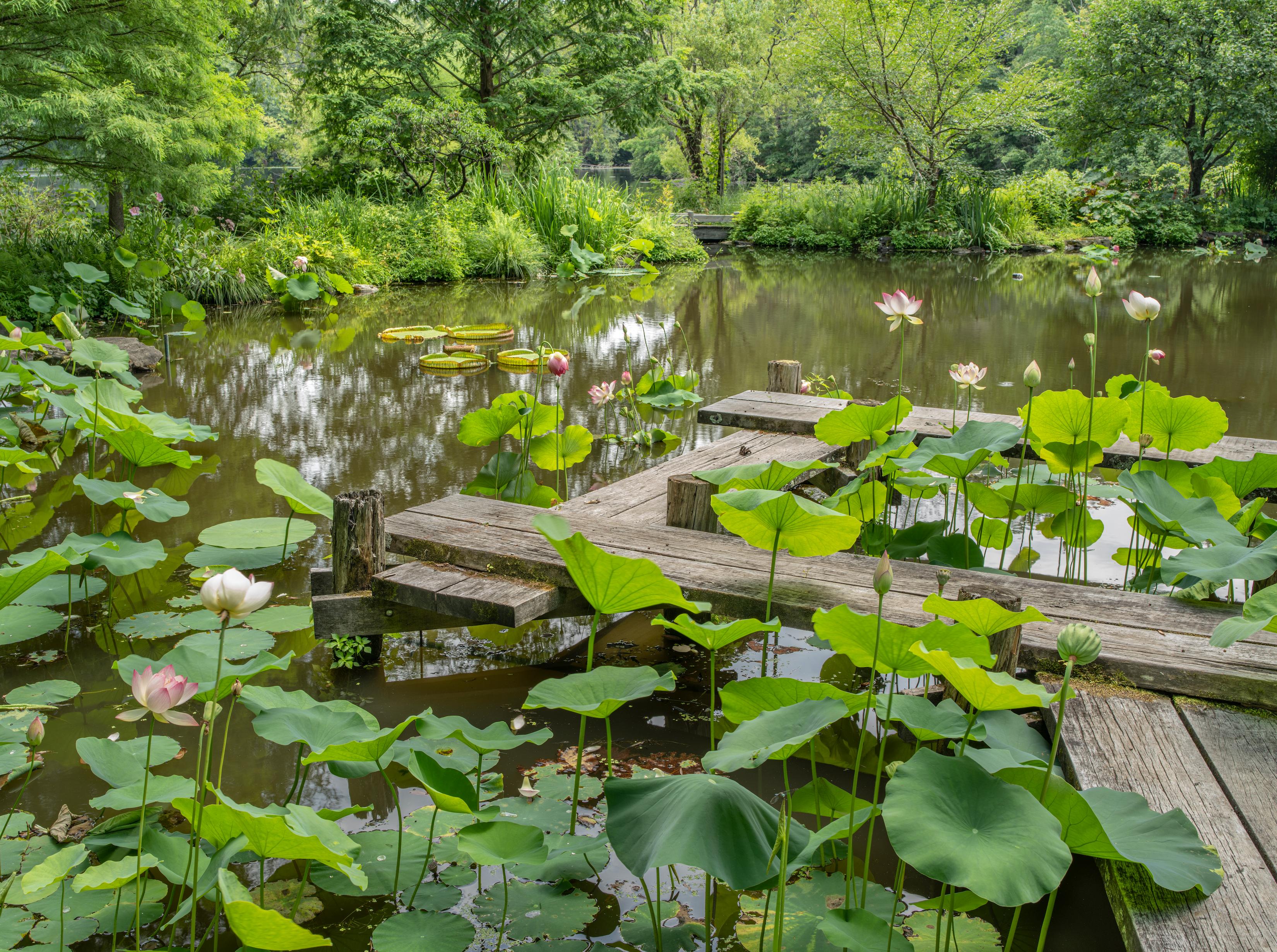 Garden Portraits Experiences of Natural Beauty 1