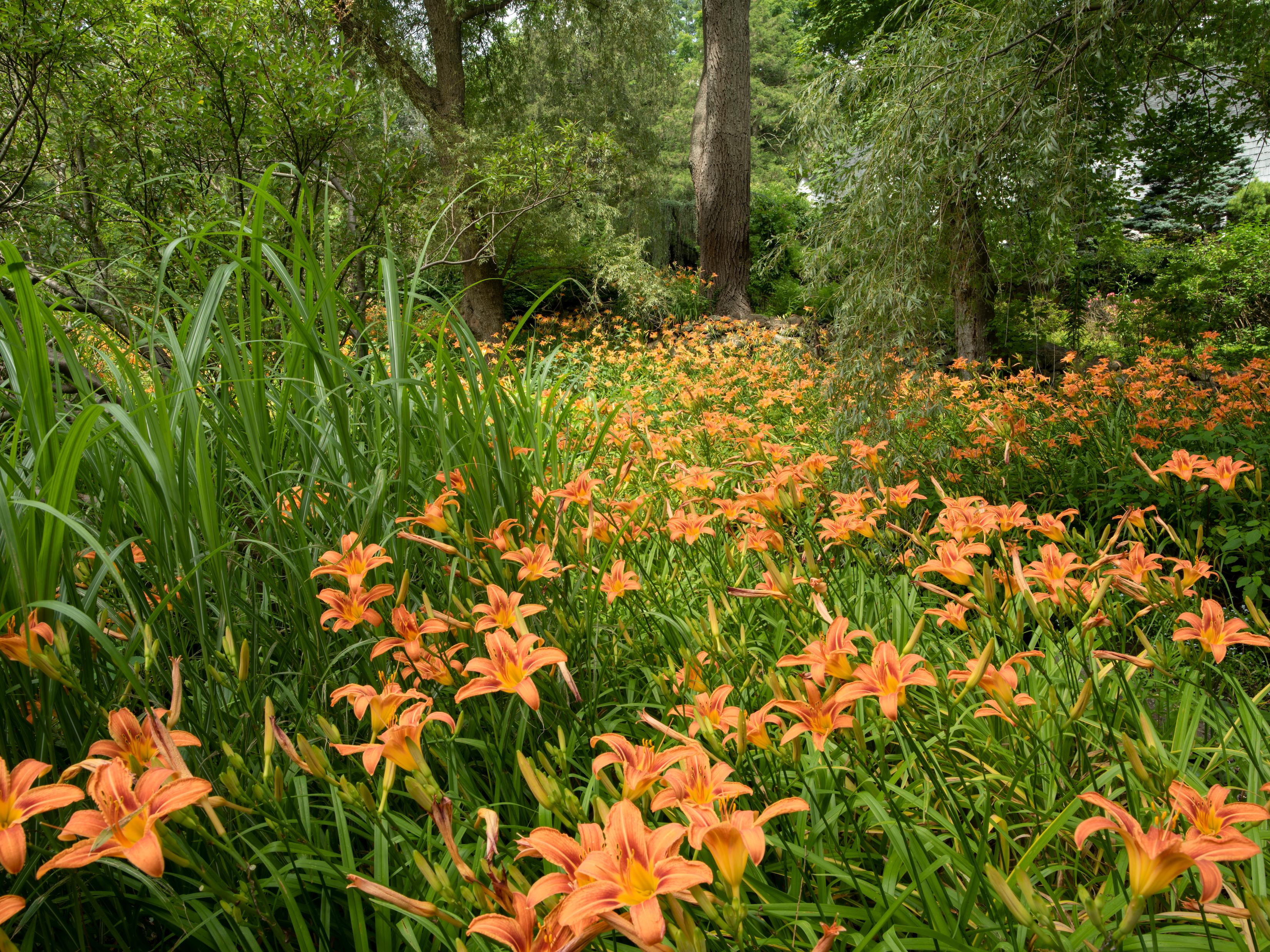 Garden Portraits Experiences of Natural Beauty 3