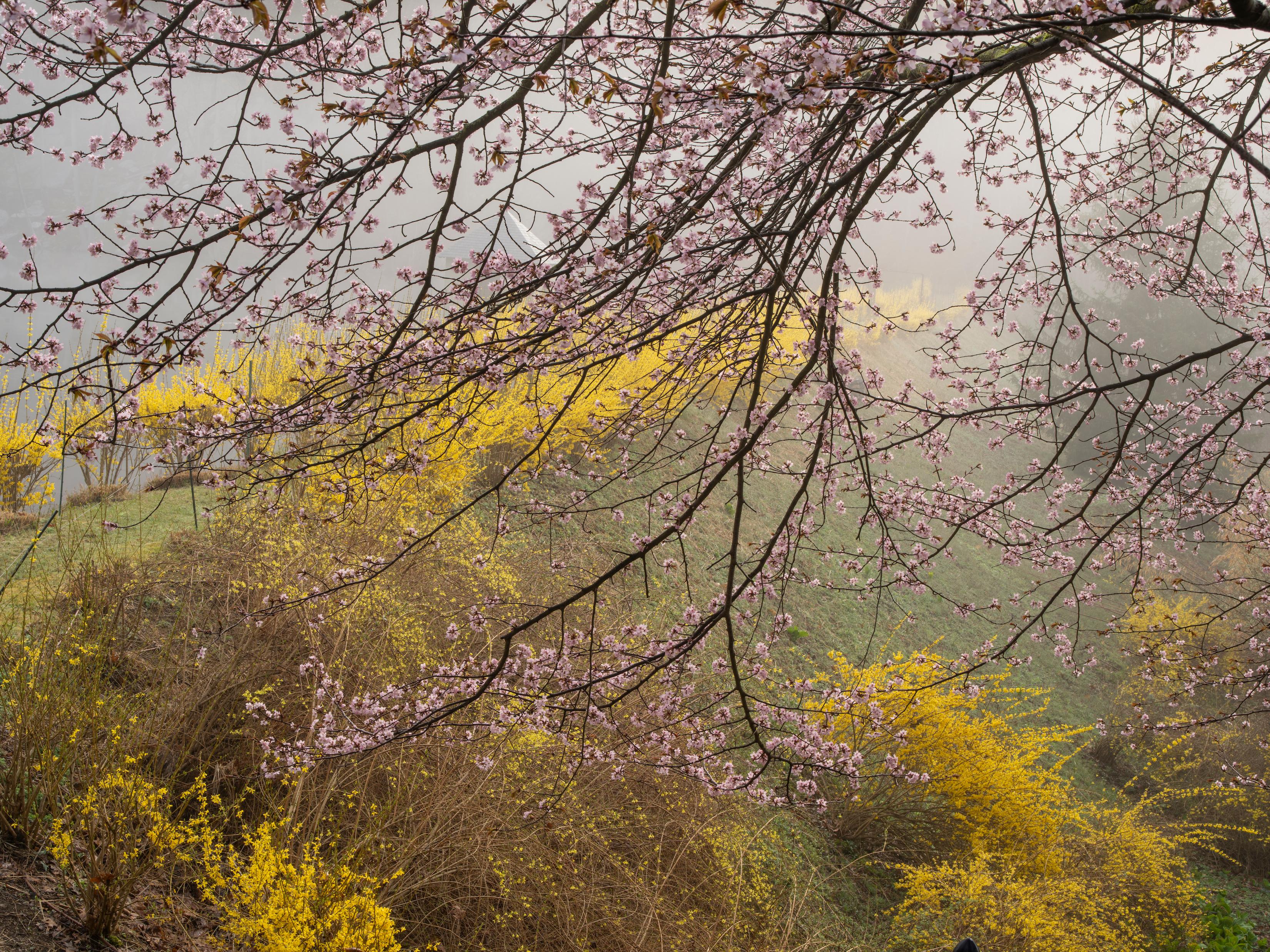 A photographic portrait of sixteen private gardens in New York and Connecticut through the seasons, weathers, and times of the day.

For his third book of landscape photographs with Monacelli, following Magnificent Trees of the New York Botanical