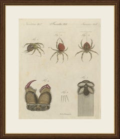 Gartenspinne mit vergrößerten Giftzähnen, antiker Bertuch-Stich, um 1805