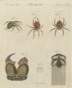 Gartenspinne mit vergrößerten Giftzähnen, antiker Bertuch-Stich, um 1805