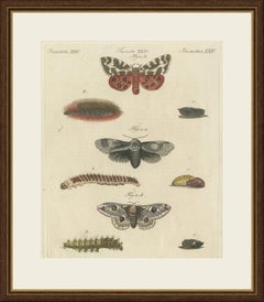Garden Tiger Moth and Emperor Moth, Antique Bertuch Print, Vienna, circa 1805