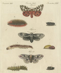 Garden Tiger Moth and Emperor Moth, Antique Bertuch Print, Vienna, circa 1805