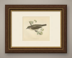 Garden Warbler on a Branch, Hand Colored Antique Bird Print, Morris, 1896