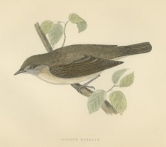 Garden Warbler on a Branch, Hand Colored Antique Bird Print, Morris, 1896