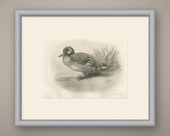 Teal Drake by the Reeds, Plate CLXXVI after Lilian Medland, c. 1909