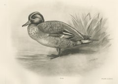 Teal Drake by the Reeds, Plate CLXXVI after Lilian Medland, c. 1909