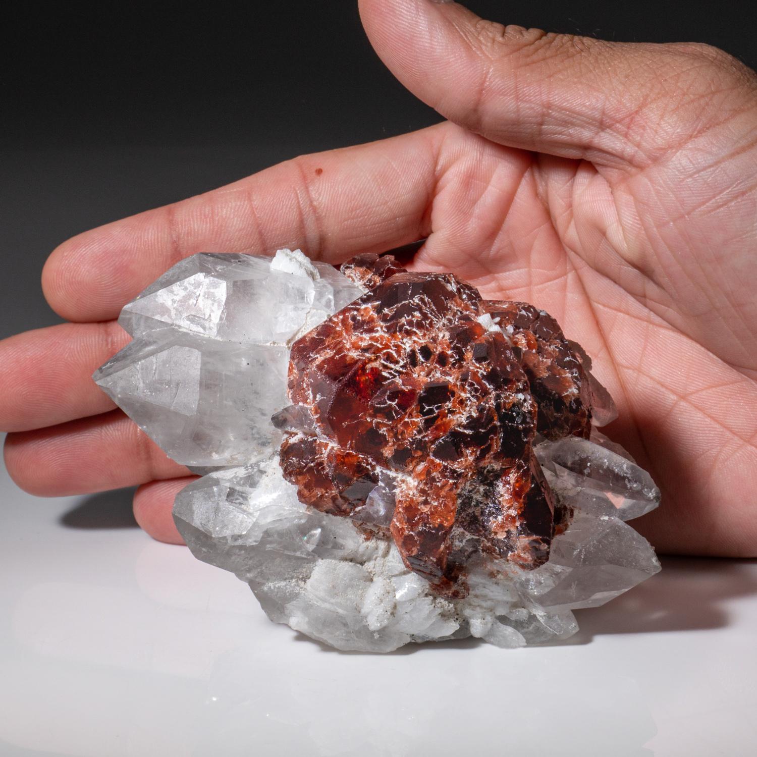 From Chhamachu, Gilgit-Skardu Road, Gilgit-Baltistan, Pakistan

Large red-brown garnet crystal with intergrown with transparent colorless quartz crystal. 

Weight: 496.4 grams, Size: 3 x 4 x 2.5 inches.