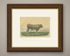 Garonnais Bull, Antique Cattle Print after Isidore Bonheur, 1873