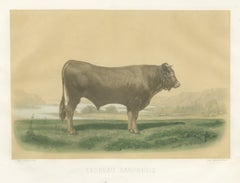 Garonnais Bull, Antique Cattle Print after Isidore Bonheur, 1873