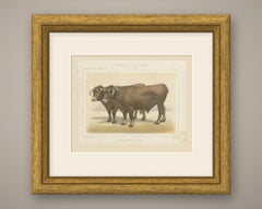 Garonnais Oxen, French Cattle Breed, Antique Chromolithograph by Borie, 1863