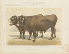 Garonnais Oxen, French Cattle Breed, Antique Chromolithograph by Borie, 1863