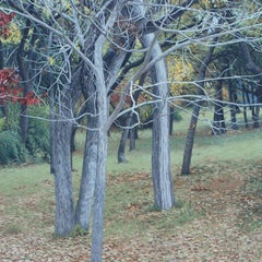 Autumn, landscape, 30 x 30, oil painting, in the  Realism style, Texas artist