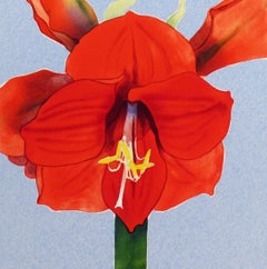 Amaryllis