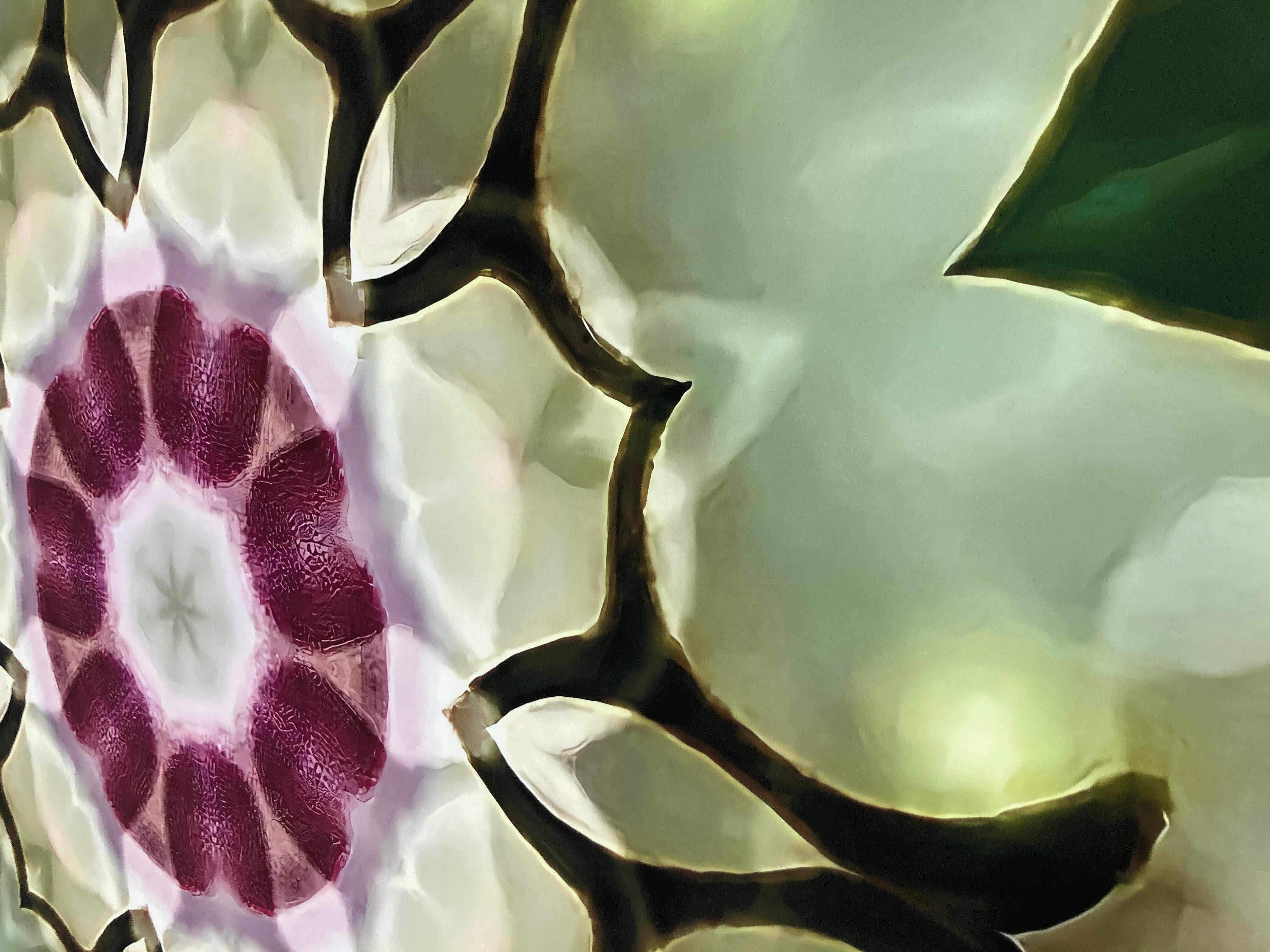 Iris Eye #13,  feels like a blossoming aperture—its center a radiant star encircled by deep magenta segments that suggest both iris fibers and flower petals. The repeated arc forms build a lattice, almost like stained glass, framing the inner bloom