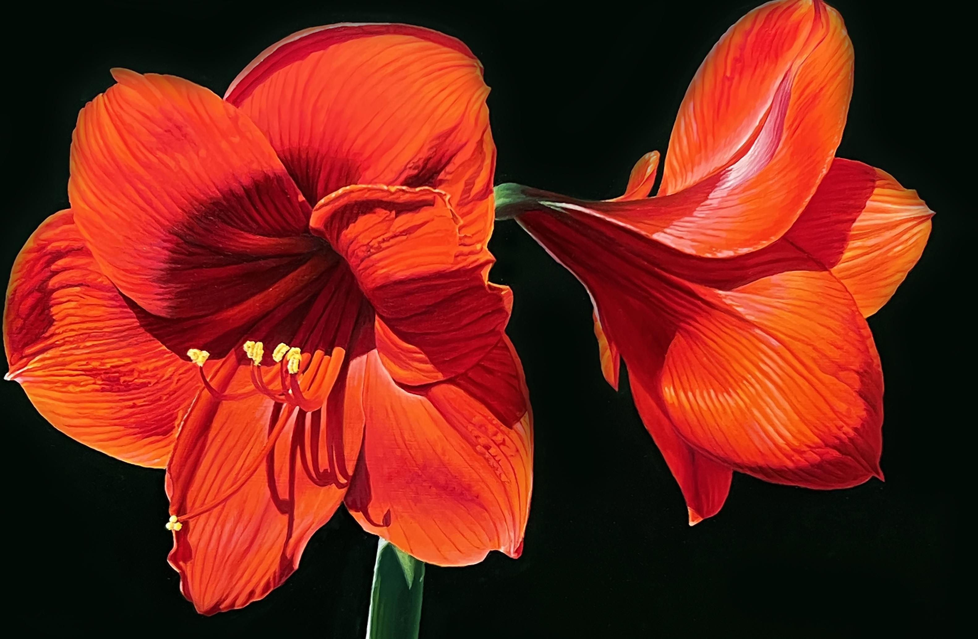 Rote Amaryllis, amerikanischer Realist, Blumengemälde, repräsentativ, gerahmt – Painting von Gary Hernandez