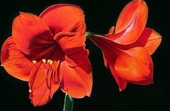 Red Amaryllis, American Realist Artist, Floral Painting, Representational, Framed
