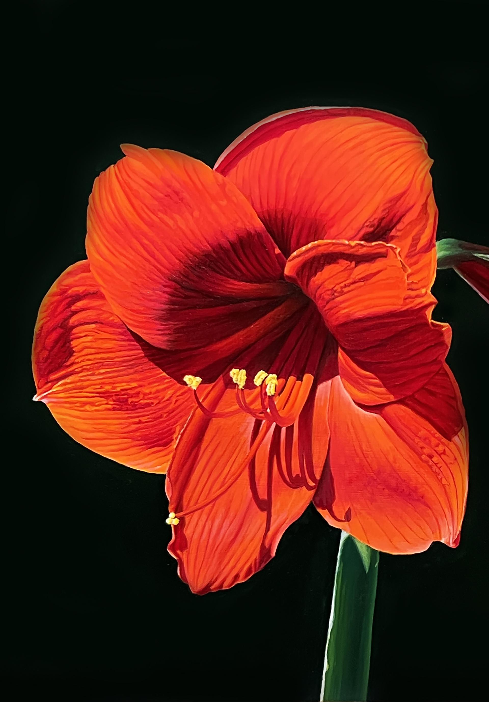 Rote Amaryllis, amerikanischer Realist, Blumengemälde, repräsentativ, gerahmt (Amerikanischer Realismus), Painting, von Gary Hernandez