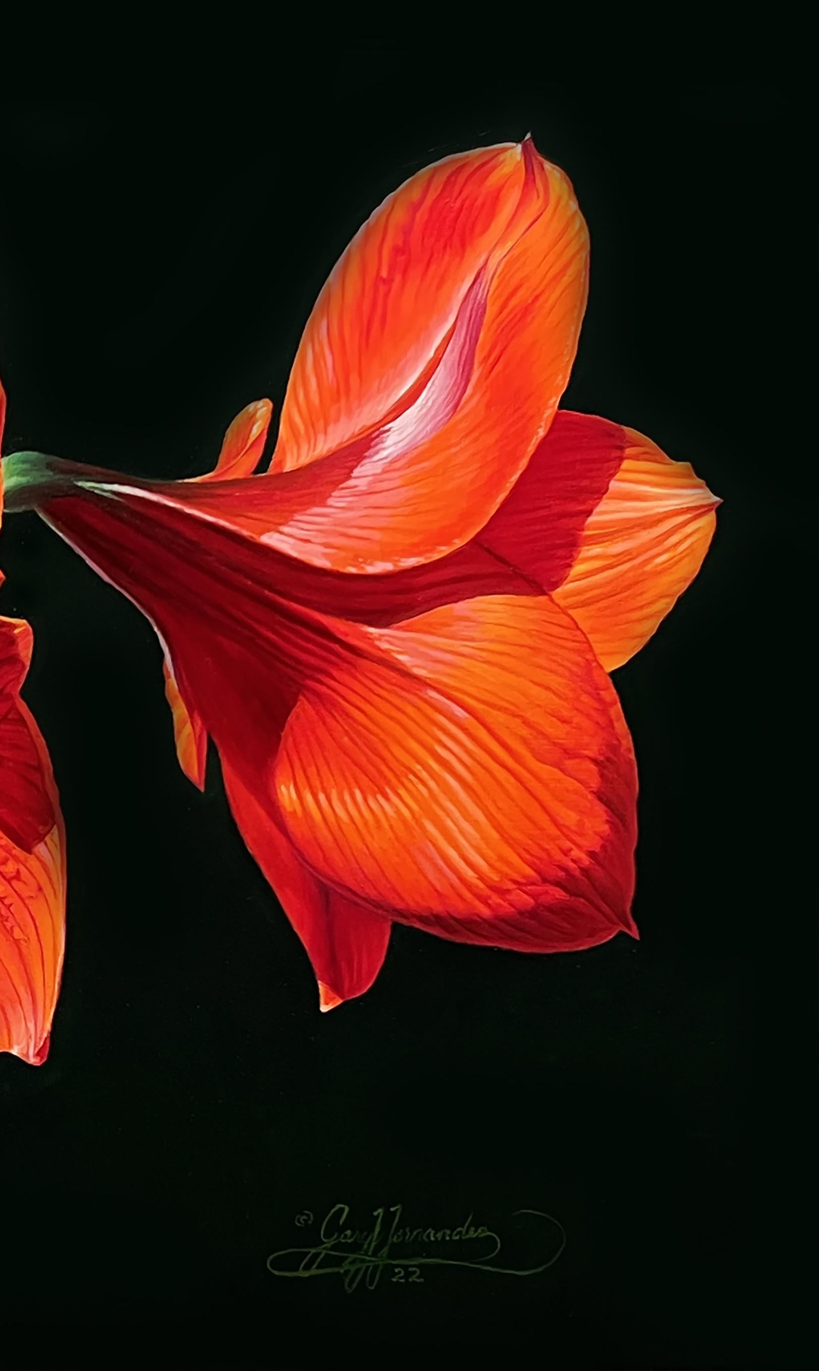 Amaryllis rosso, Artista realista americano, Pittura floreale, Rappresentativo, Incorniciato - Painting Realismo americano di Gary Hernandez