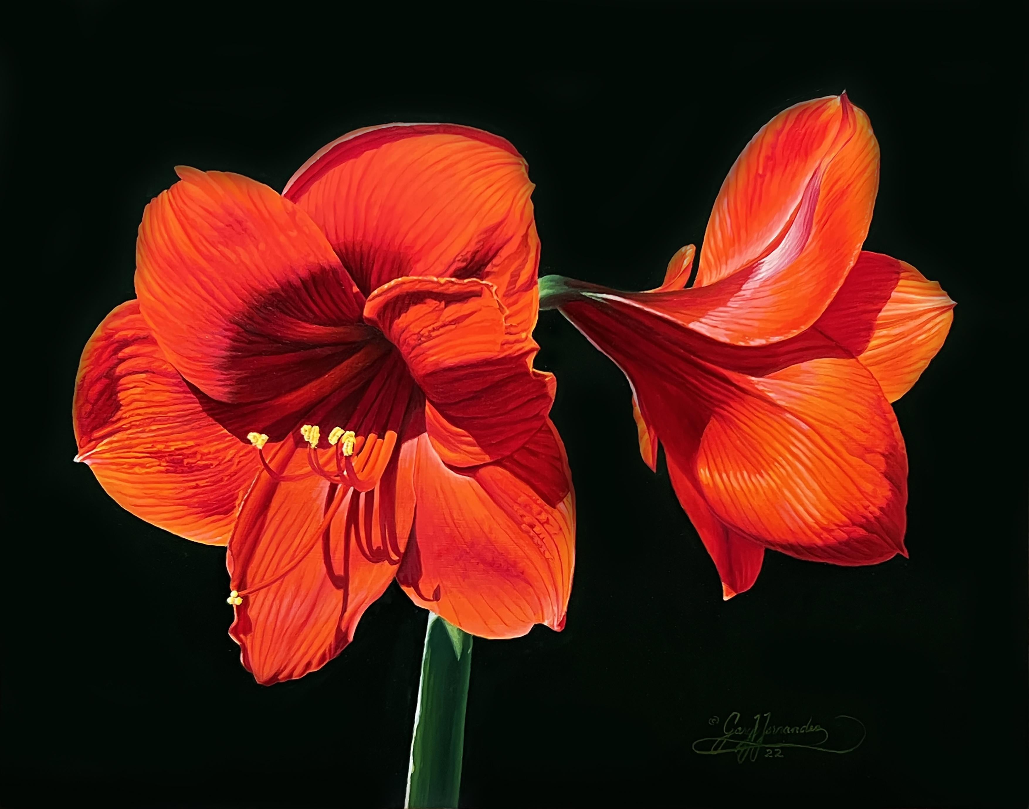Gary Hernandez Still-Life Painting – Rote Amaryllis, amerikanischer Realist, Blumengemälde, repräsentativ, gerahmt