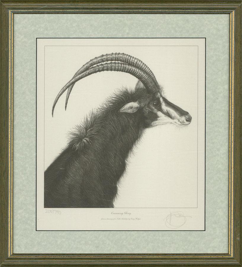 A limited edition giclee print (200/750), entitled 'Crowning Glory', from an original drawing of a Sable Antelope by the British artist Gary Hodges. The artist's has signed in graphite to the lower right-hand corner. Well-presented in a card mount