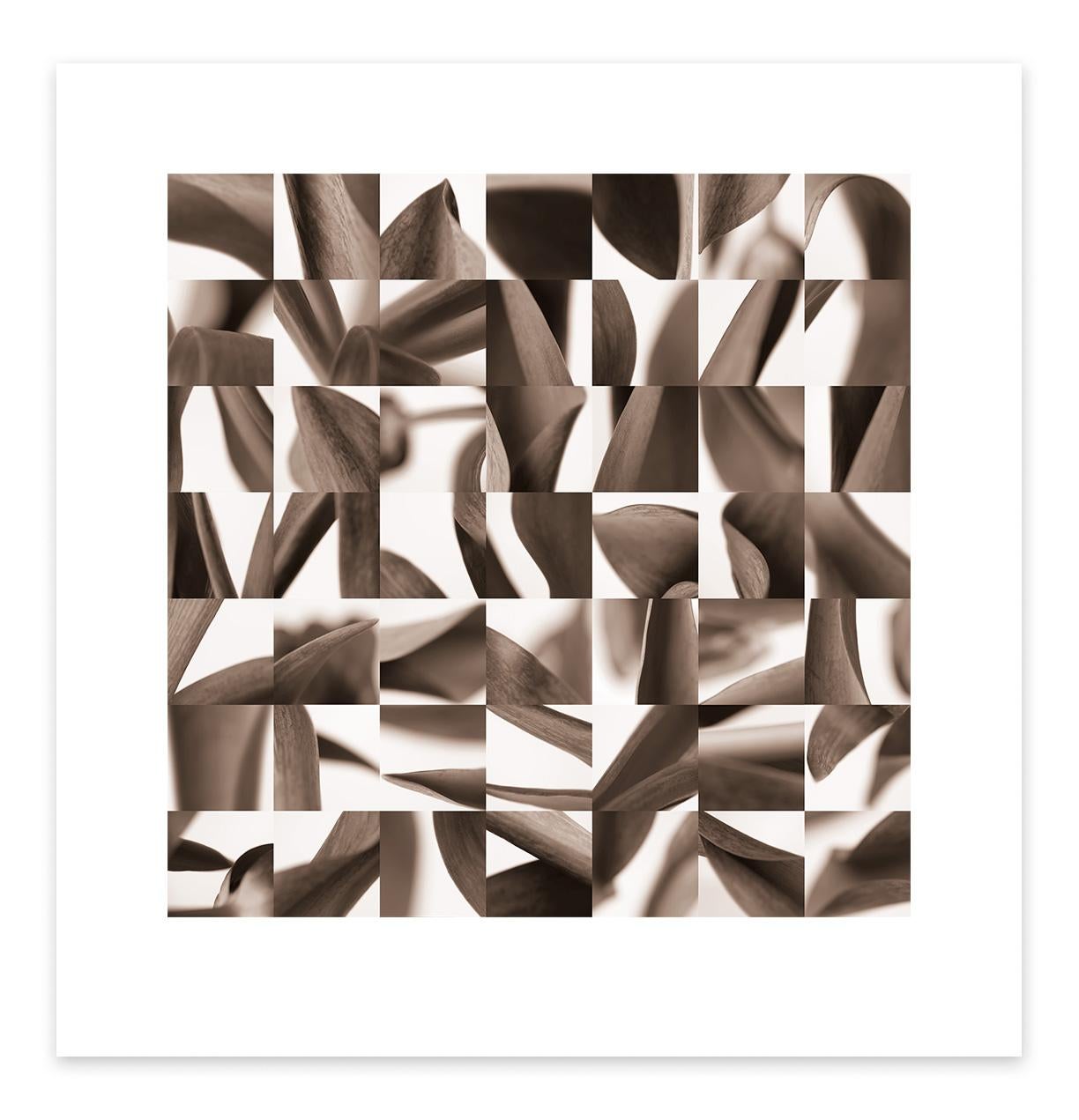Tulpomaine Sepia - Photograph by Gary Mankus