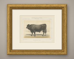 Gascon Bull, French Cattle Chromolithograph from Animaux de la Ferme, 1863