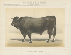 Gascon Bull, French Cattle Chromolithograph from Animaux de la Ferme, 1863