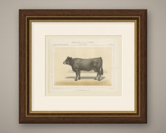 Gascon Cow, French Cattle Chromolithograph from Animaux de la Ferme, 1863