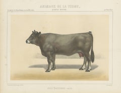 Gascon Cow, French Cattle Chromolithograph from Animaux de la Ferme, 1863