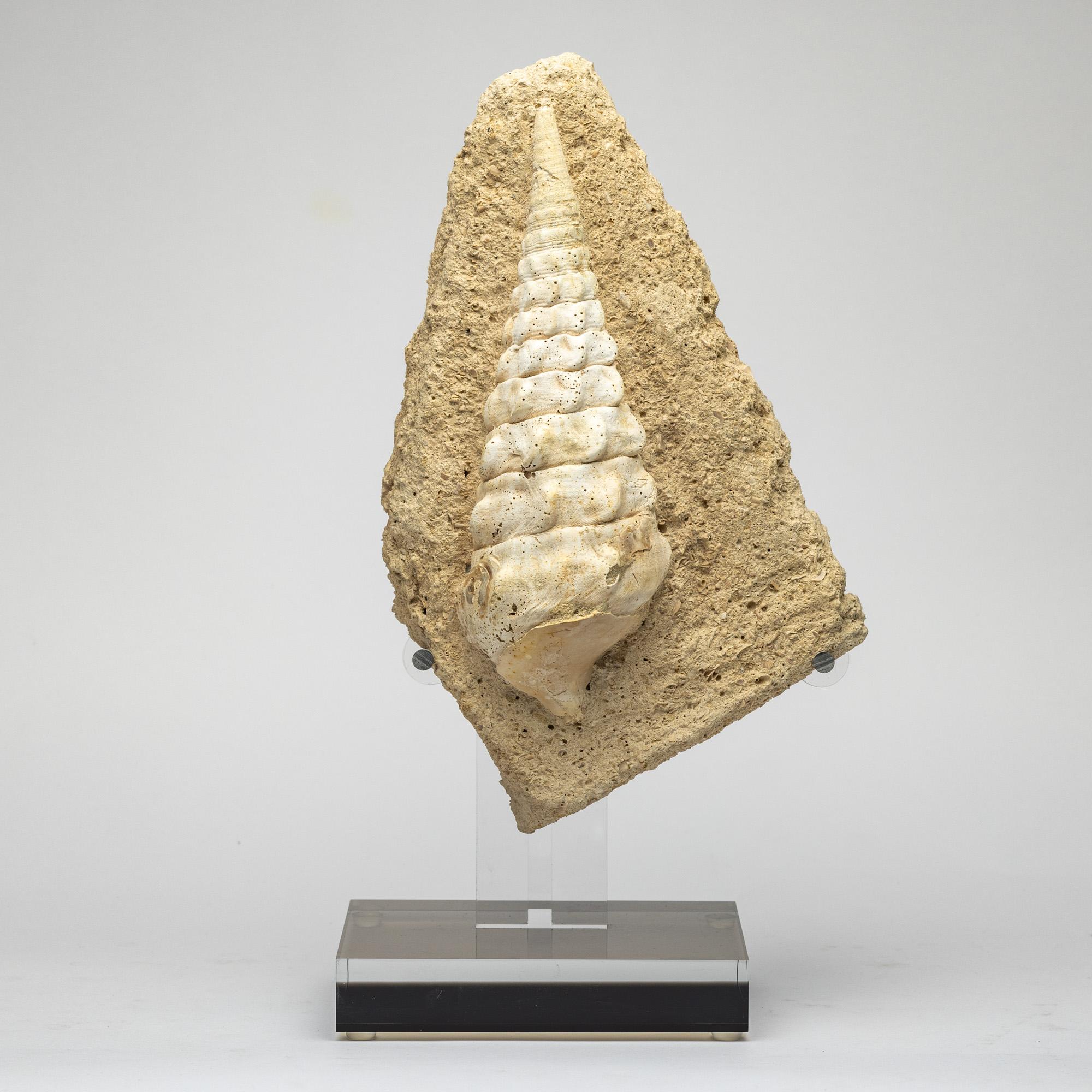 Origine : Afrique
Royaume : Animalia
Phylum : Mollusques
Classe : Gastropodes
Période : 500 millions d'années

Les gastéropodes sont vraiment fascinants par leur diversité et leurs adaptations. Leur capacité à habiter un large éventail