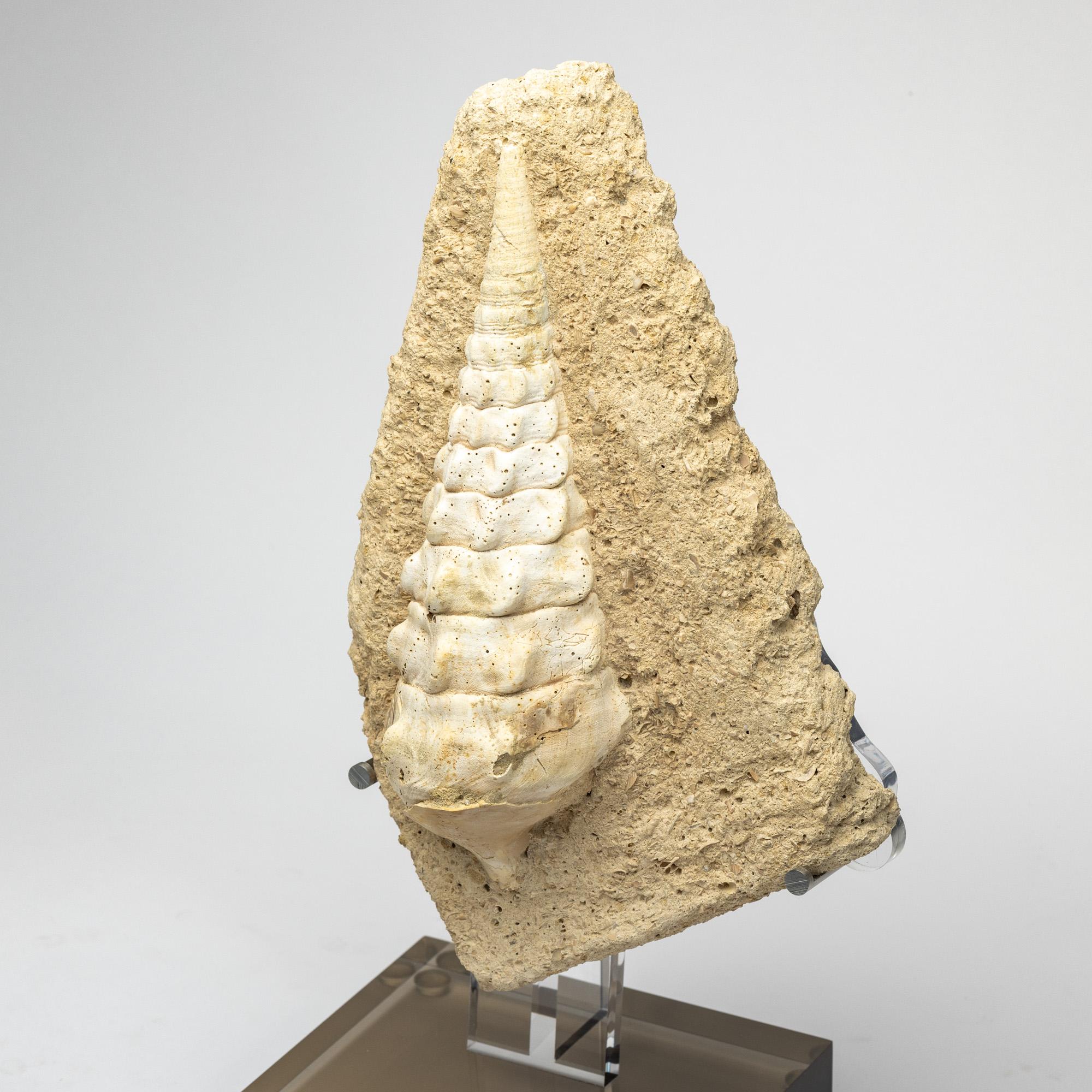 XXIe siècle et contemporain Fossiles de gastéropodes vieux de 500 millions d'années montés sur une base acrylique personnalisée