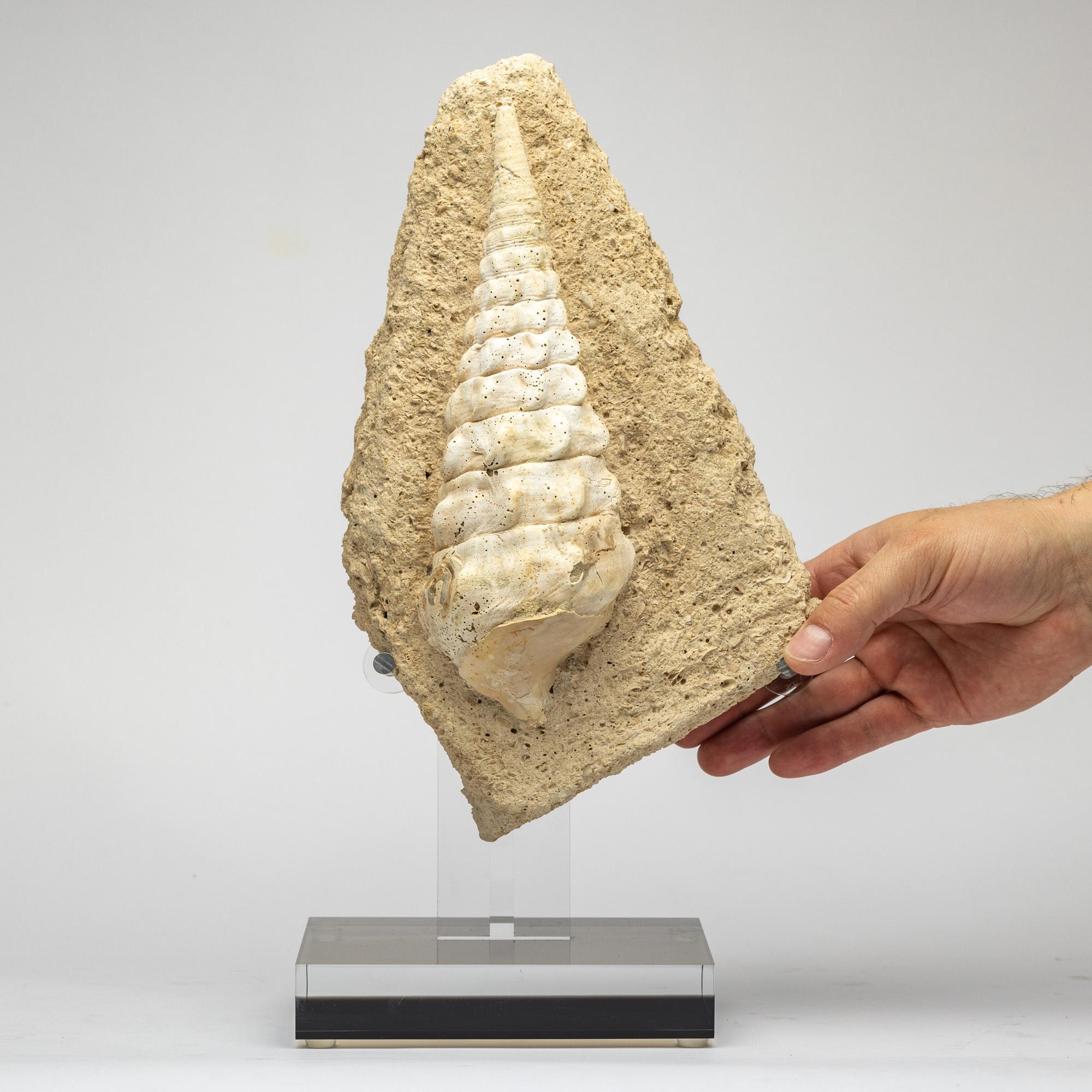 Fossiles de gastéropodes vieux de 500 millions d'années montés sur une base acrylique personnalisée 1