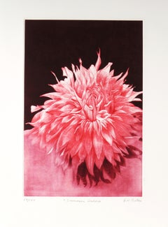 Dalia Amanecer