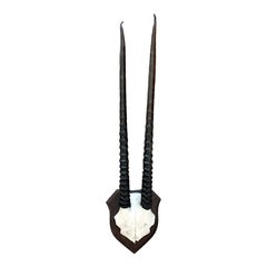 Gazelle Antler Mount on Wooden Plaque