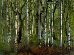 Mystifying Forrest I, Photograph, C-Type