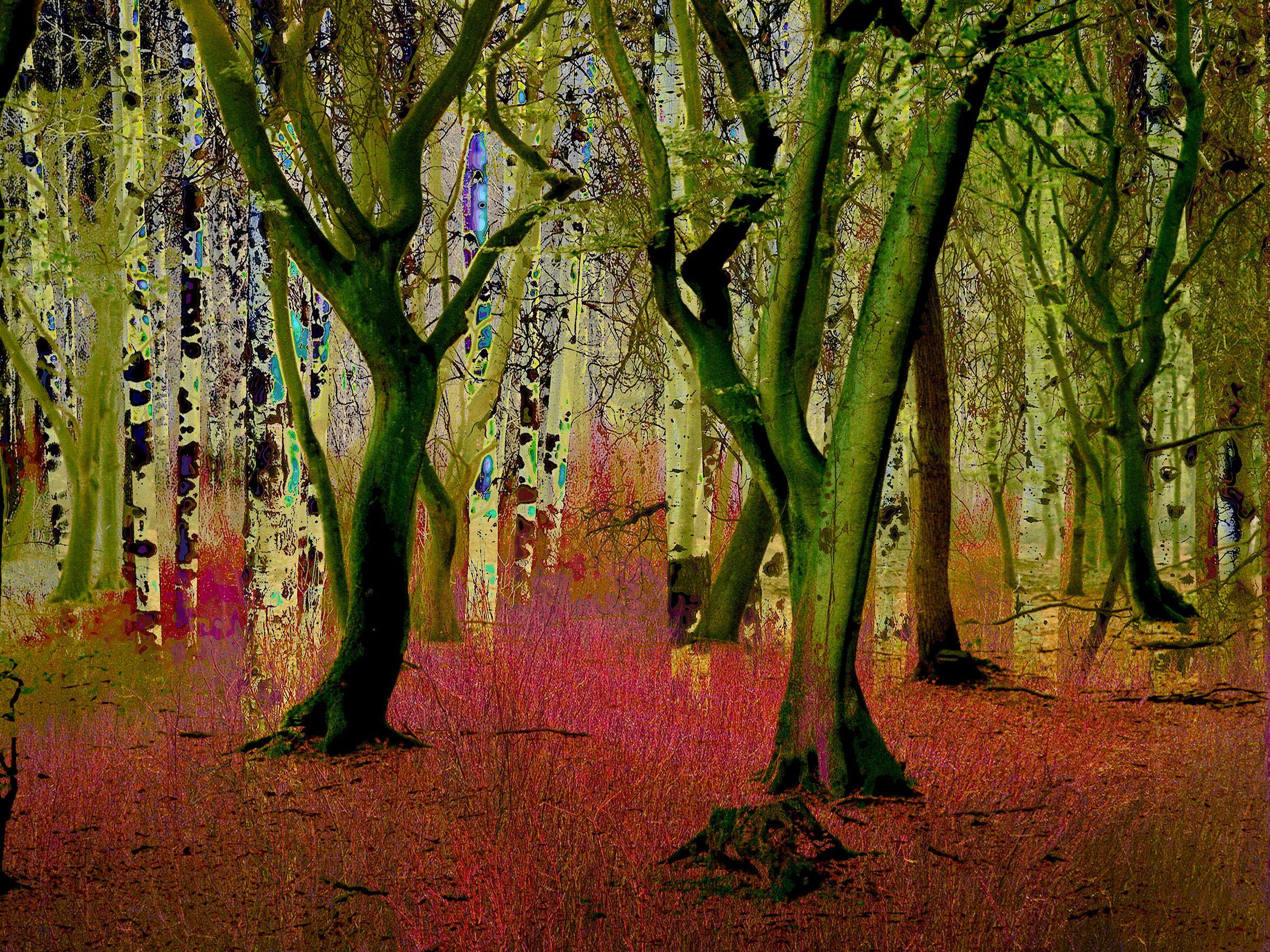Geert Lemmers Color Photograph - Mystifying Forrest Opus 78, Photograph, C-Type