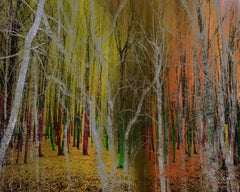 Bois 8838, Photographie, C.C.