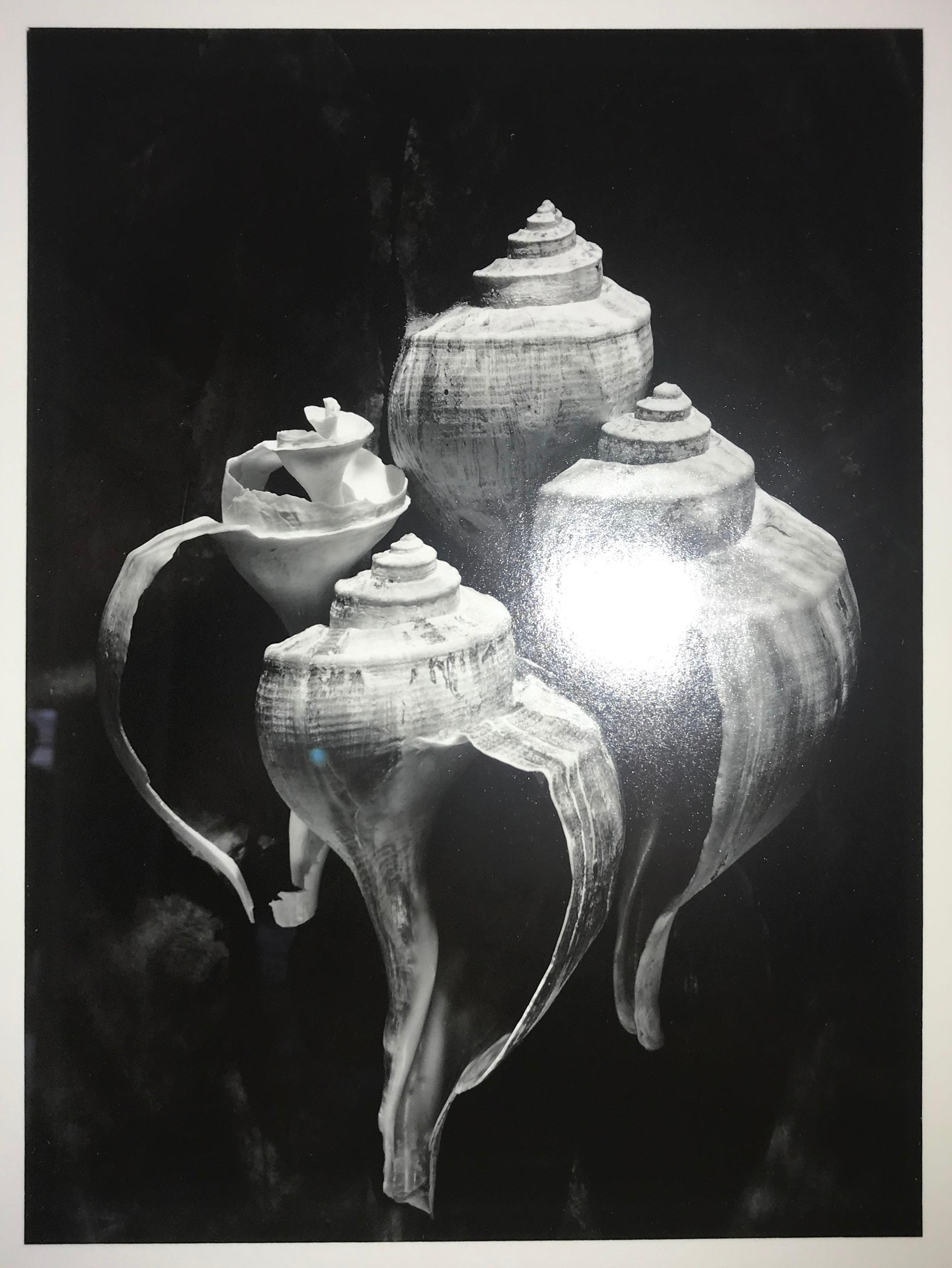 Beautiful gelatin black and white print of four conch shells in a continuous corner frame, hand carved in linear squares with a white museum mat.