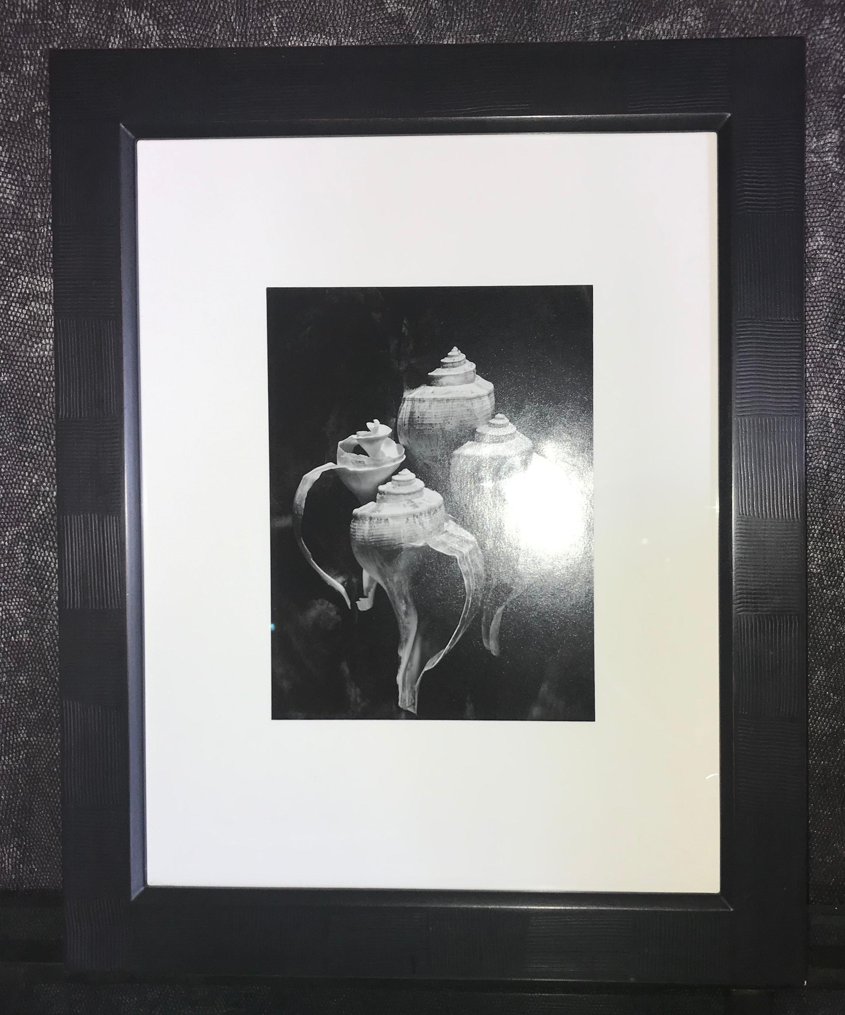 20th Century Gelatin Print of Four Conch Shells in Continuous Frame