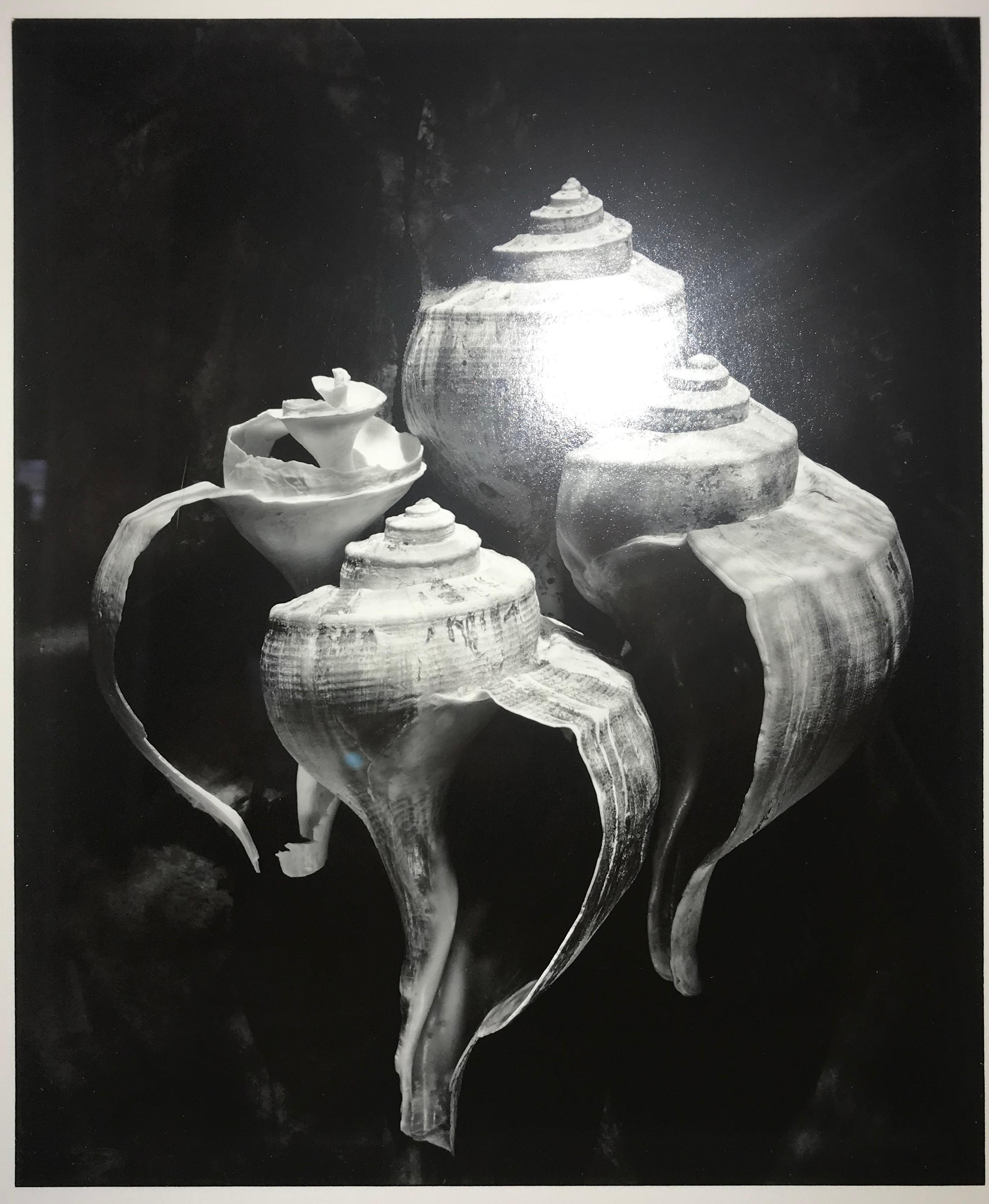 Paper Gelatin Print of Four Conch Shells in Continuous Frame