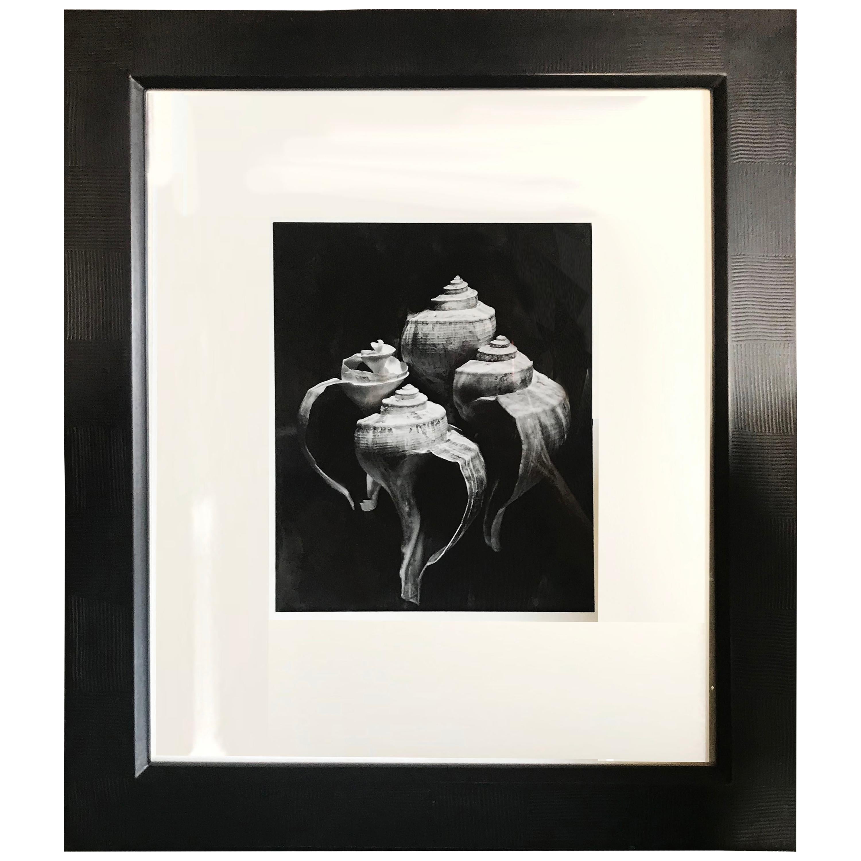 Gelatin Print of Four Conch Shells in Continuous Frame
