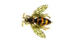 Gemolithos Art Nouveau "Bee" Enamel and Sapphire Brooch, 1900s